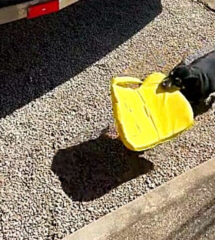 Cagnolina prende il salvagente giallo: vediamo perché (VIDEO)