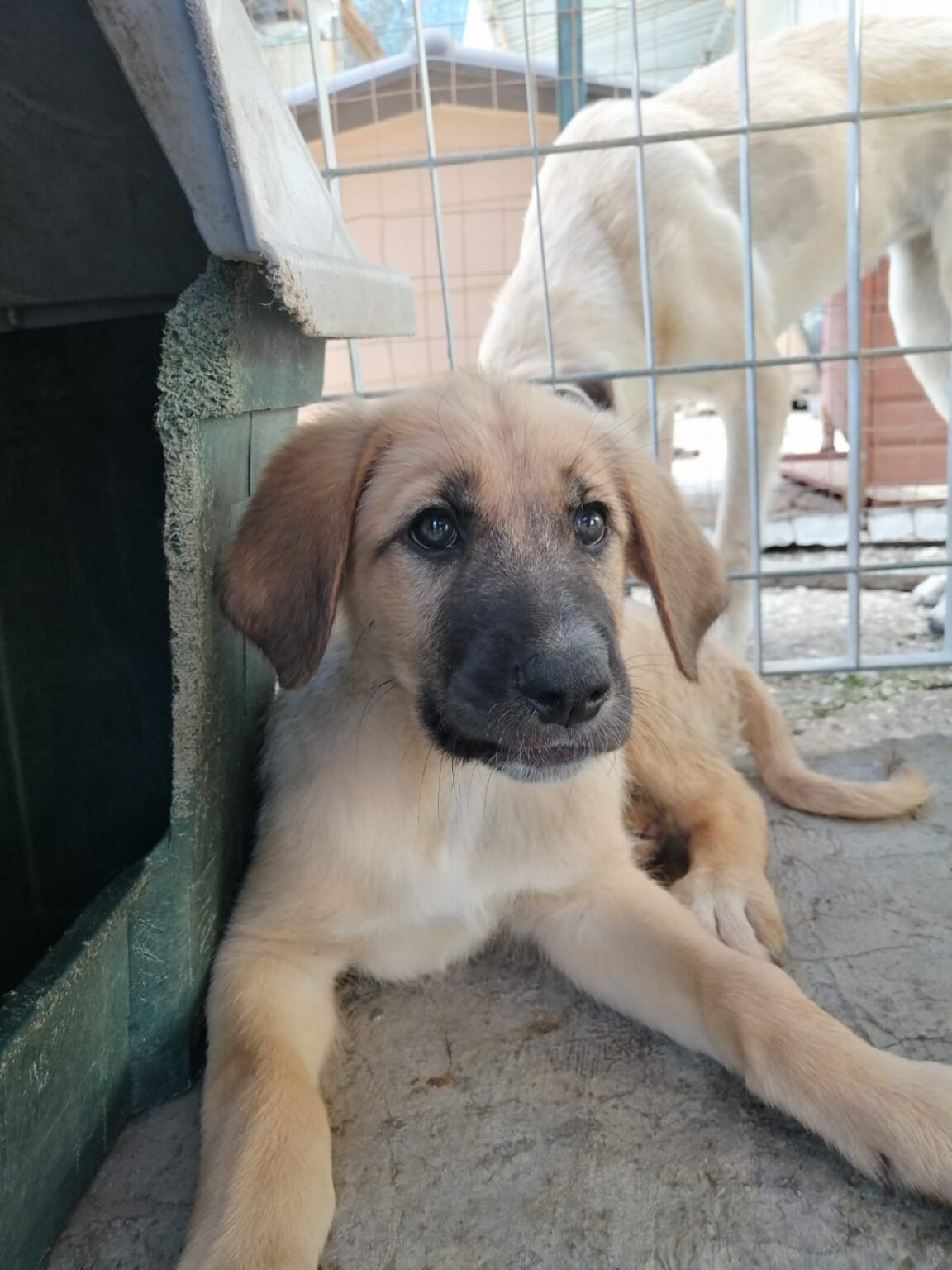 Fibra, Il Cagnolino Abbandonato In Un Cartone è Alla Ricerca Di Una ...