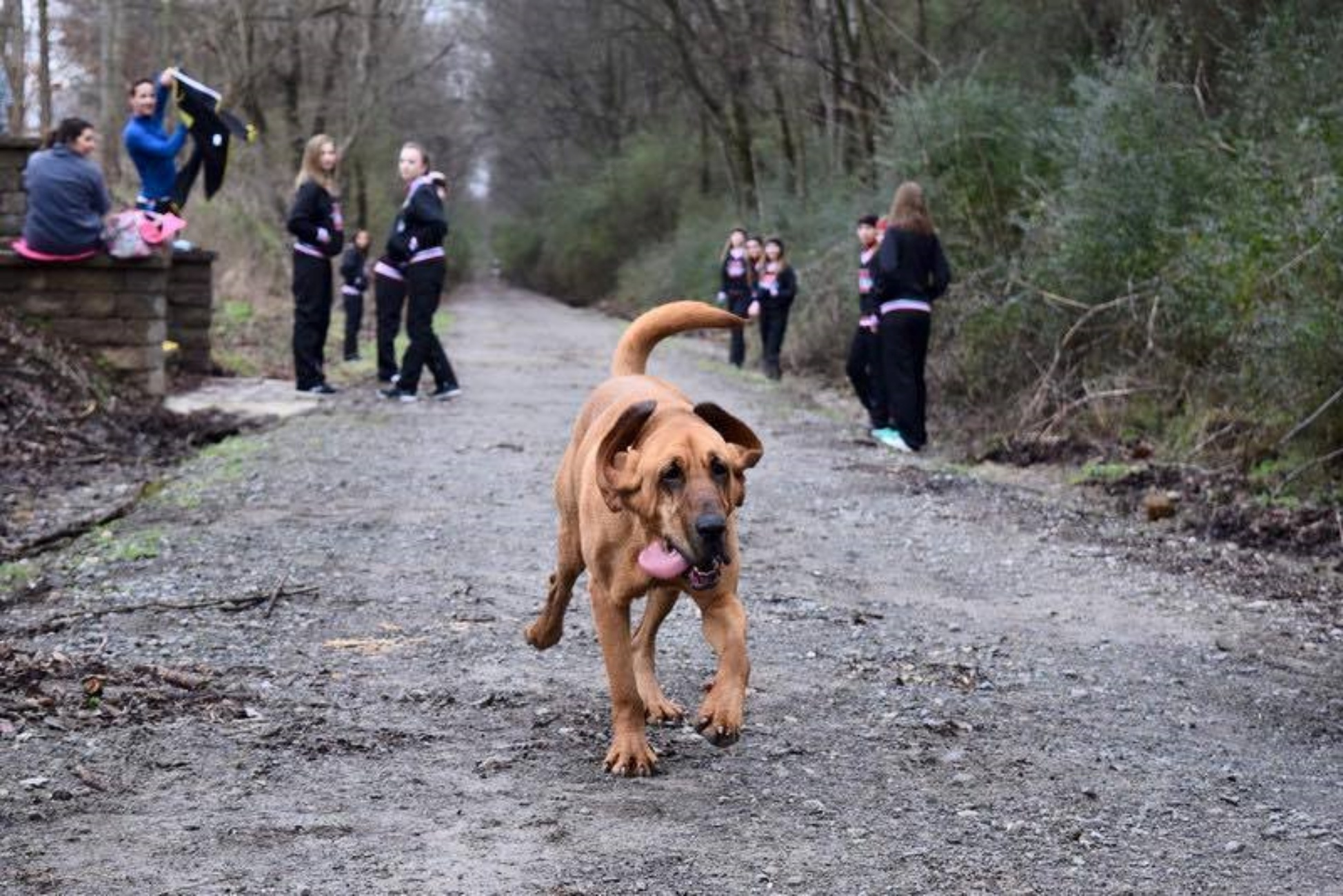 Look the dog run. Dog Running марафон. Собака убегает. Пробежка с собакой. Марафон с собакой.