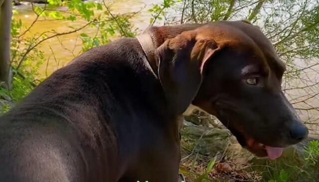 Mama, la cagnolona che ha deciso di farsi adottare da una coppia