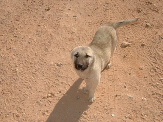 Nubs, il cane che ha seguito la Marina per circa 115km