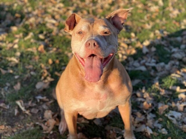 Sandy, la cagnolona che si fa rimboccare le coperte ogni notte