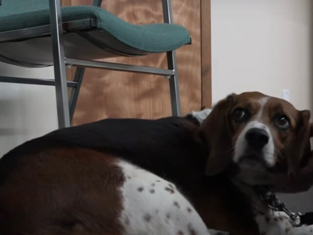 Beagle pesava 45 kg : salvato dalla negligenza dei padroni ha perso 10 kg