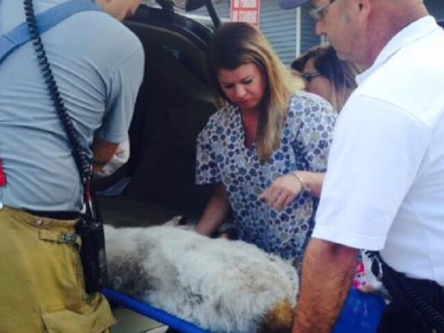 Vigili del fuoco salvano un cane caduto in una voragine