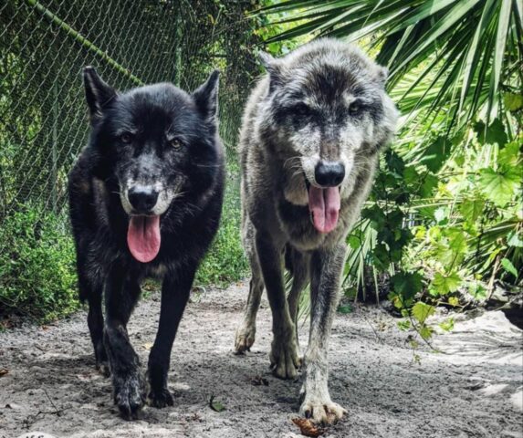 Yuki, il lupo che è stato scaricato in rifugio da un uomo crudele