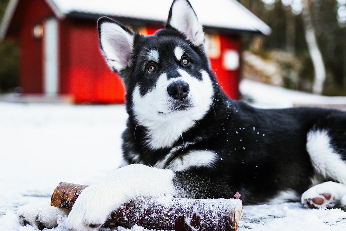 Alaskan Malamute Gigante Caratteristiche E Come Gestirlo