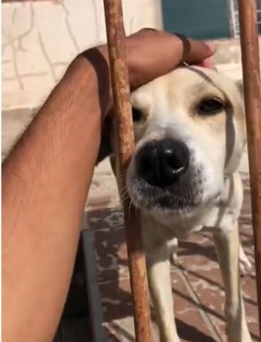 Cane fa uno scherzo divertente al fattorino (VIDEO)