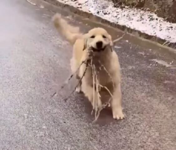 Cane porta fiero i suoi bastoncini alla sua mamma adottiva (VIDEO)