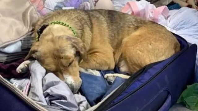 Cane ucraino non si fida più di nessuno: poi una veterinaria conquista il suo cuore e lui si rifugia nella sua valigia