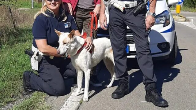 Neve, la cagnolina che cammina per 30 km da Reggio Emilia a Modena