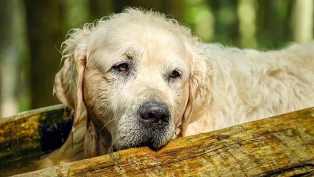 Cane salvo nell’alluvione nelle Marche: il  Golden Retriever salta sul letto e non si muove per 2 ore