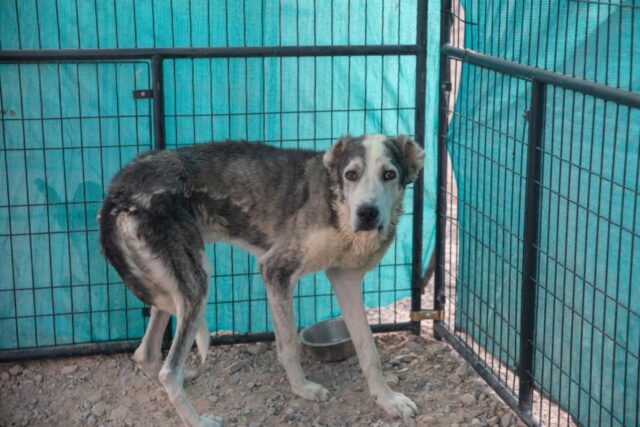 300 cani feriti ed emaciati vengono salvati dall’allevamento degli orrori