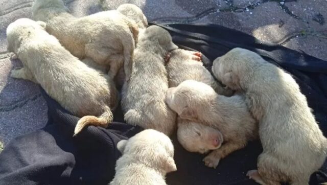 8 cuccioli abbandonati salvati nel cosentino, due purtroppo non ce l’hanno fatta