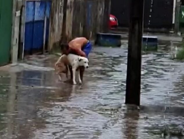 Alvin, il cane paralizzato che può ancora godersi la pioggia grazie al suo umano