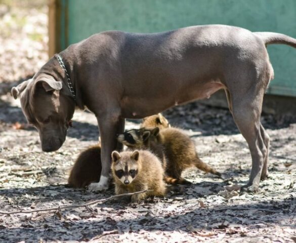 Ashlyn, la Pitbull che ha adottato dei cuccioli di procione