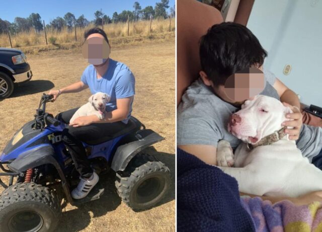 Boss, il cagnolone che ha accompagnato il suo umano il giorno della laurea