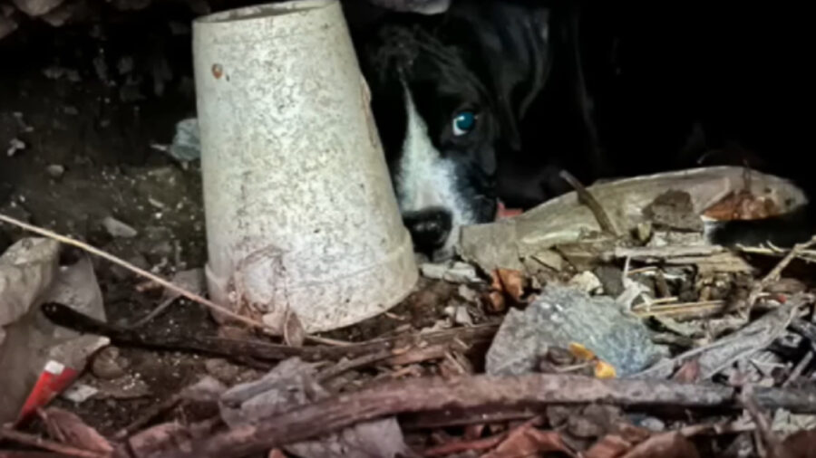 Cagnolina salvata coi suoi cuccioli