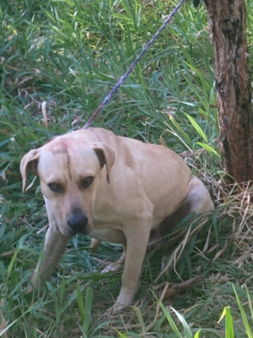 Soccorritore trova un cane legato ad un albero con dei segni di penna