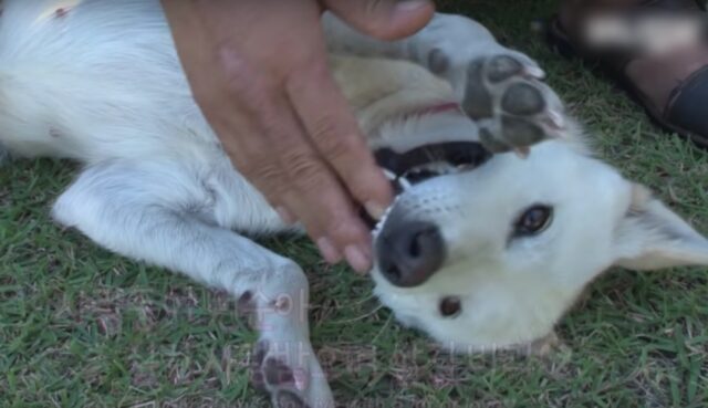 Cane striscia sotto il cancello di una casa per farsi adottare