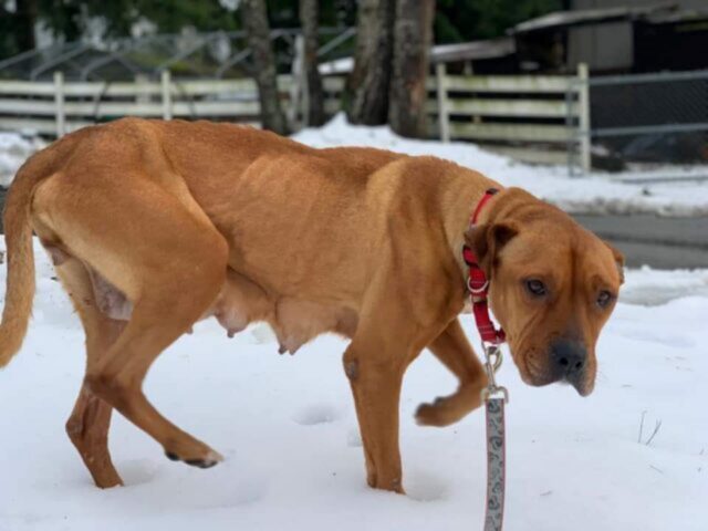 Celeste, la mamma cane che ha fatto di tutto per proteggere i suoi piccoli