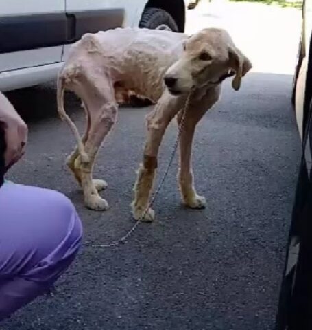 Gandhi, il cane a cui hanno sparato è vivo per miracolo