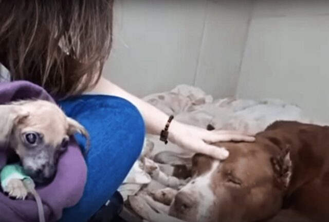 Il cane alzò lo sguardo come per dire “Anche se non ce la faccio ad alzarmi, per favore amami comunque”