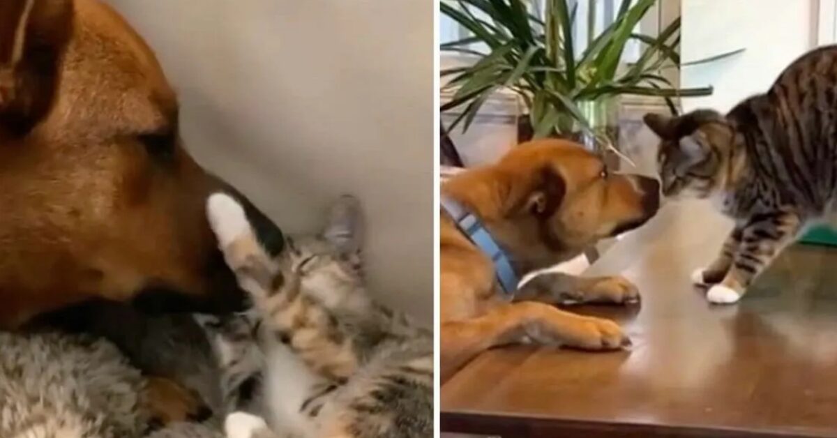 Il Cane E Il Gatto Si Rincontrano Dopo Un Anno Passato Senza Vedersi E