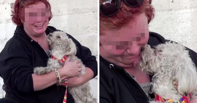 Layla, la cagnolina che è stata investita, è rimasta sul ciglio della strada ad aspettare un aiuto