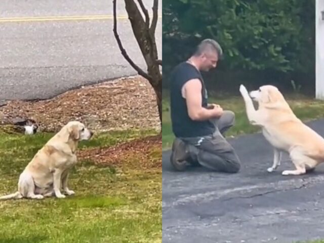 Lo spazzino non immaginava nemmeno di essere stato filmato dal proprietario del cane