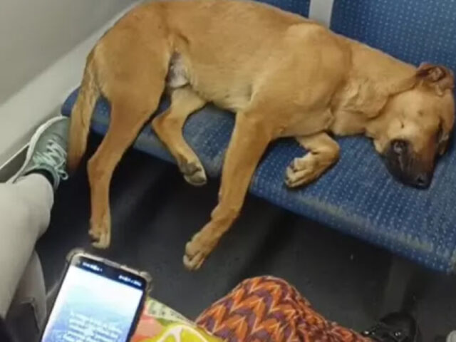 Il cane si addormenta sui sedili del treno e i passeggeri gli lasciano volentieri il posto