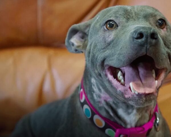 Questo cucciolo è stato così maltrattato che non sembrava nemmeno un cane. E lui non sa perché nessuno lo vuole