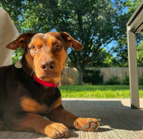 Robbie, il cane che ha aspettato settimane fuori da un negozio