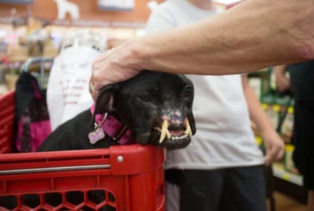 Un cane trovato con la faccia sfigurata è riuscito finalmente ad avere la vita che merita