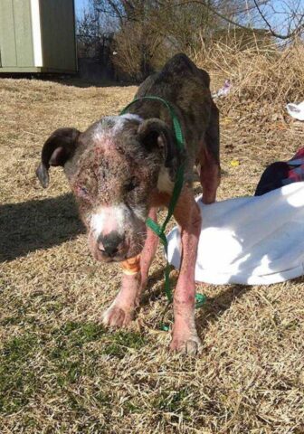 Zorro, il cagnolino tossicodipendente si rifiuta di arrendersi