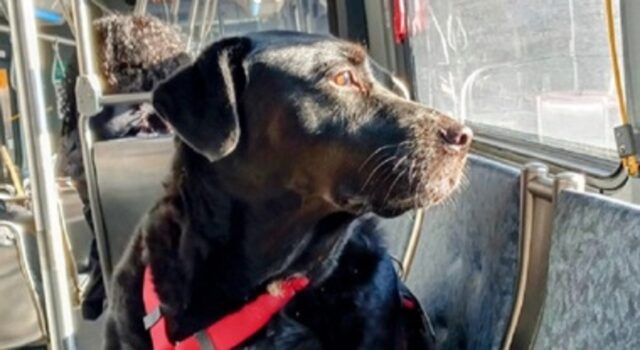 Addio a Eclipse, morto il cane che ogni giorno andava da solo al parco salendo sull’autobus