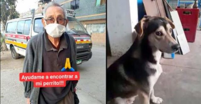 Un anziano di 84 anni esce tutti i giorni a fare il giro della sua città pur di trovare il suo cane scomparso