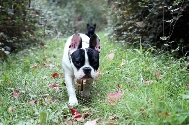 5 bulldog attaccano e sbranano una donna di 63 anni