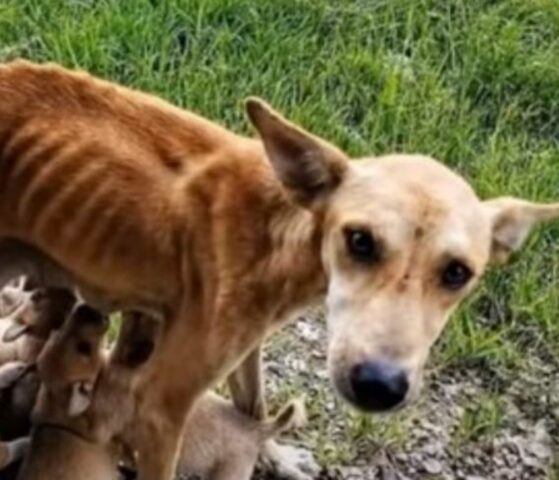 Salvano l’amorevole cagnolina malnutrita che lottava per dare da mangiare ai suoi 6 cuccioli