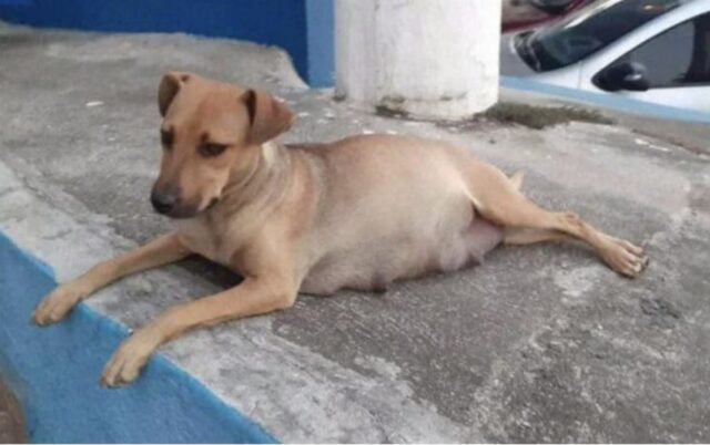 Questa cagnolina è andata da sola a partorire alla clinica veterinaria, mentre il suo papà preoccupato la aspettava a casa