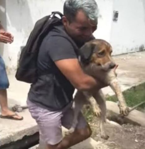 Salvano il cagnolino che ha trascorso 18 ore cercando di uscire da una fogna