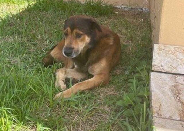 Cane abbandonato a casa resta nel giardino per un mese, sperando che la famiglia torni a prenderlo