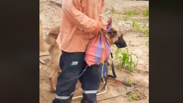 Cane e agricoltore inseparabili, fino all’ultimo respiro del povero cagnolino