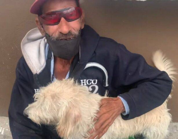 Cane guida rapito, il web aiuta il proprietario cieco a ritrovare Peluchin