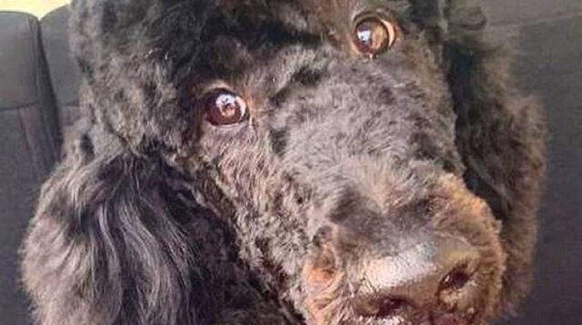 Il cane di Marica Pellegrinelli è stato ucciso da un boccone avvelenato: il drammatico racconto