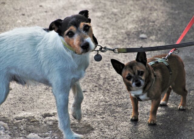 Cane morde il guinzaglio e tira in passeggiata: tutto quello che devi sapere