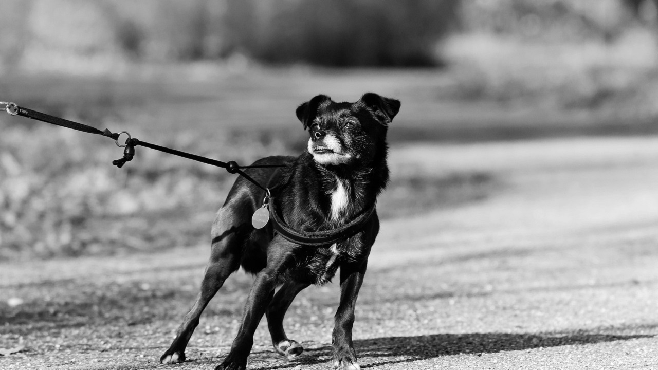 cane in passeggiata