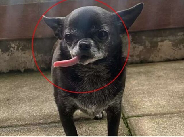 Un Chihuahua particolare: nessuno lo voleva adottare (VIDEO)