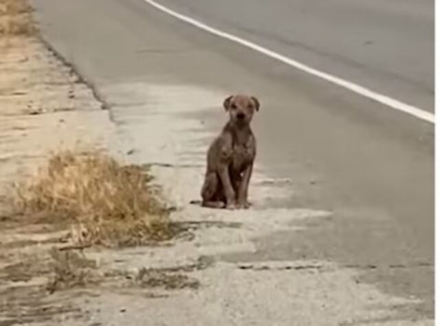 Stava seduto sulla strada, senza il suo manto una volta “bellissimo” e aveva bisogno di amore