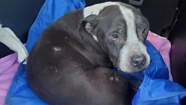 Cane seppellito vivo a Detroit muore dopo il salvataggio: i proprietari si sono sbarazzati di lui in modo crudele