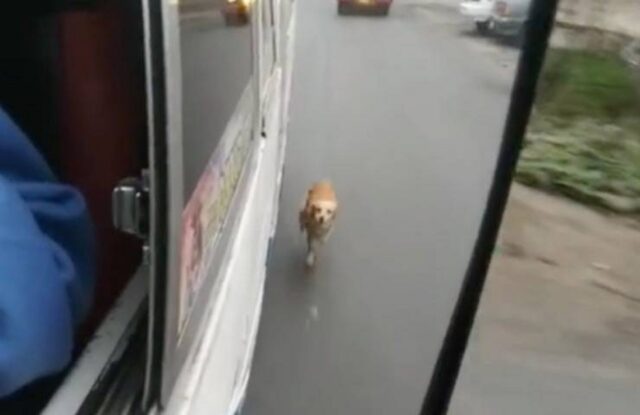 Cane spaventato rincorre l’autobus dove era appena salita la padroncina: il video diventa virale